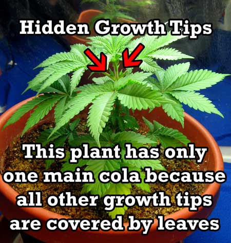 This marijuana plant only has one main "cola" because all the other growth tips are hidden and haven't made it to the top of the canopy yet