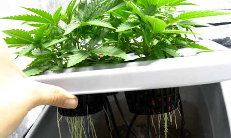 In a DWC / hydroponic marijuana growing setup, the cannabis roots are grown directly in a reservoir of nutrient water