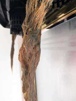 Example of cannabis root rot - a common problem in hydro / DWC, but actually pretty straightforward to fix!
