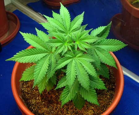 Example of the "Northern Light" cannabis strain by Nirvana