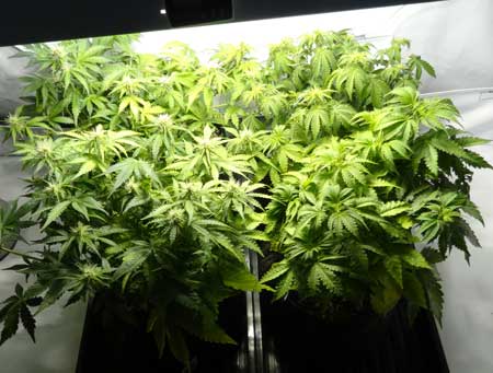 This flat canopy is made up of 4 small cannabis plants. Each one had a relatively short vegetative stage because there were enough plants to quickly fill up the whole tent