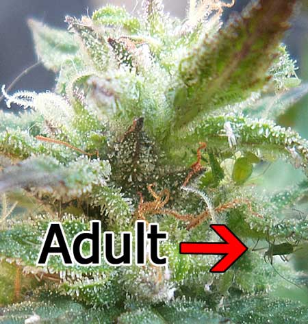 Adult aphid and exoskeletons on a cannabis bud