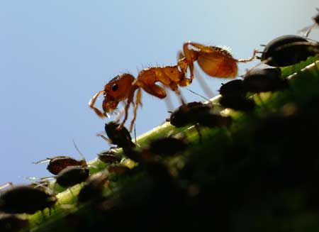 In the wild, ants may actually tend to aphids in order to "farm" them and collect honeydew