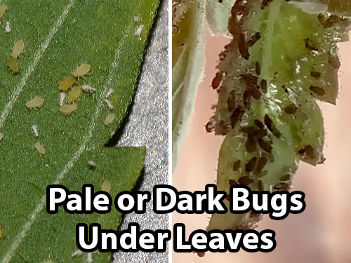 Cannabis plants with aphids have pale or dark bugs under the leaves, typically with white specks (baby aphids and their exoskeletons)