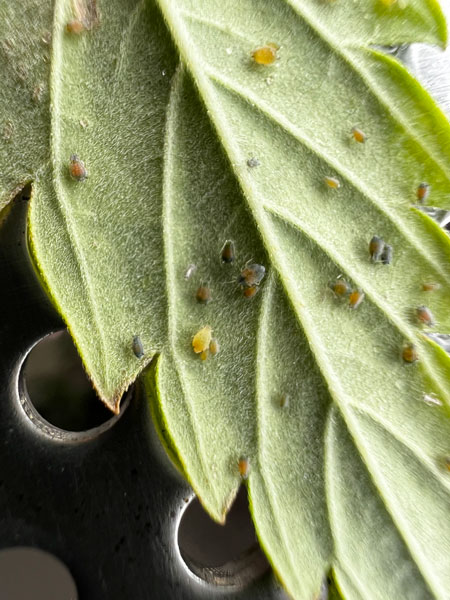 Macro closeup pictures of aphids under a marijuana leaf - many different stages of life!