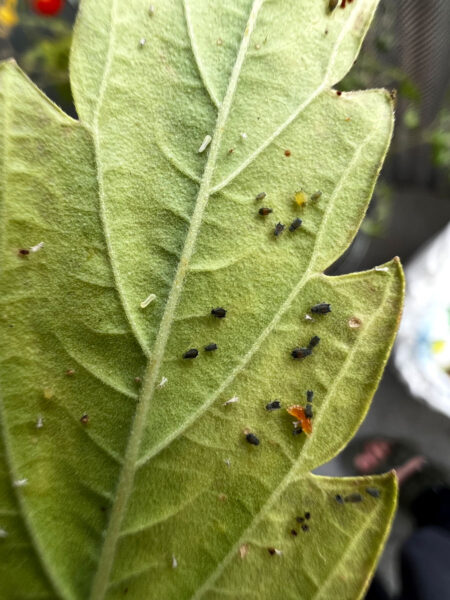 A picture showing aphids of different colors and at different stages of life. Found on the bottom of a cannabis leaf.