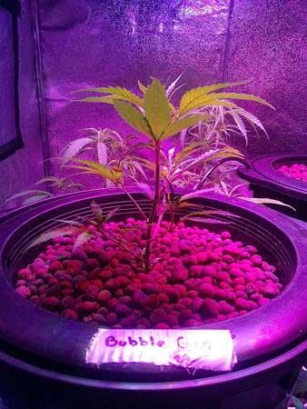 Bubble Gum marijuana plant under LED light