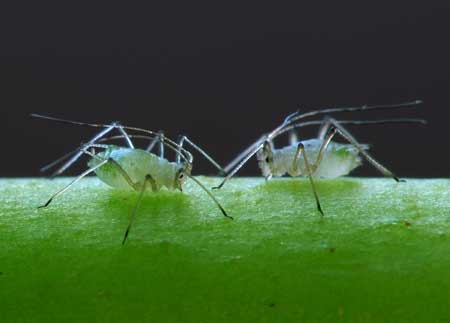 Adult aphid on cannabis plant
