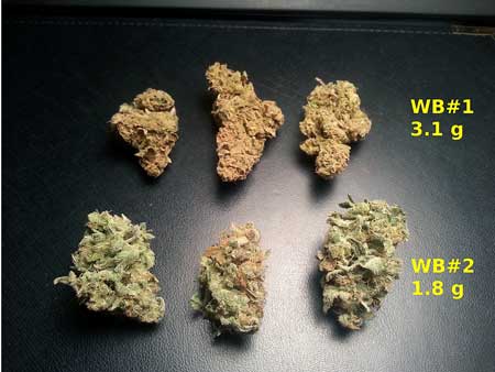Cannabis wet cure vs dry cure - different color, smell and taste