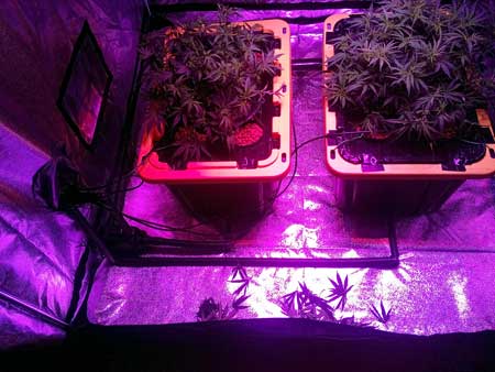 Two DWC cannabis plants in reservoir under LED grow light