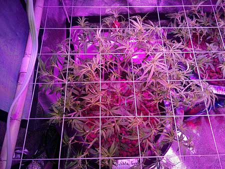 The bigger cannabis plant LST and training