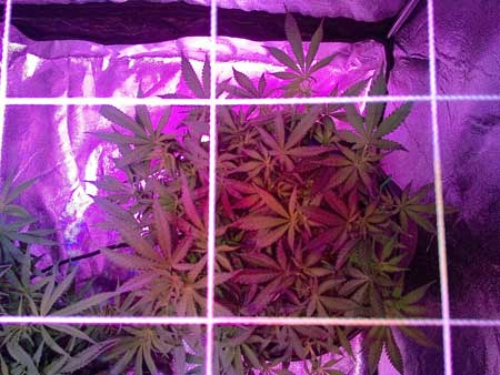 Cannabis plant just before training - a scrog net was just put up