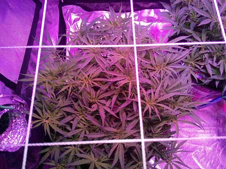 Cannabis plant just before being trained with LST
