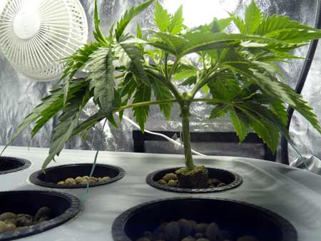 Example of cannabis plant training - After 1st step of "manifolding"