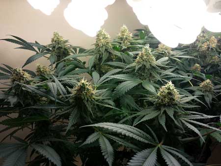 Example of CFL-grown cannabis buds near harvest