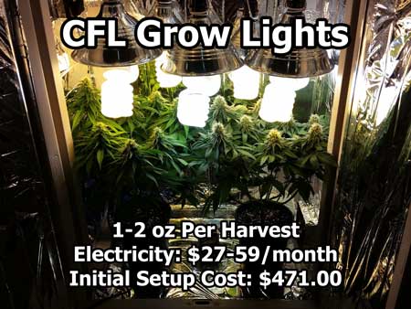 CFL lights being used to grow cannabis