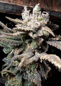 These buds were covered in trichomes