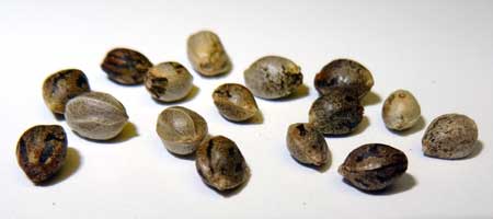 Closeup of a handful of cannabis seeds sitting on a table. You can see all the different ways seeds can look. Did you know the dark striped coating on the outside of many shells is actually a skin that can be rubbed off? Underneath seeds are actually kind of pale!