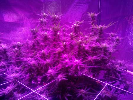 Bubble Gum plant grown under LEDs - view from the side so you can see all those chunky colas!