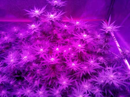 Cannabis plant in the flowering stage growing under the purple light of an LED grow light