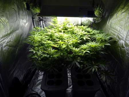 Marijuana plants growing under a 600W HPS in a grow tent