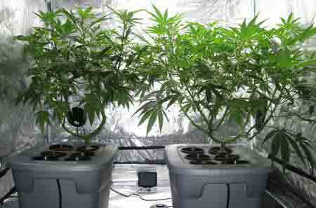 Example of two happy cannabis plants growing in a hydroponic DWC reservoir with suitable hydroponic nutrients!