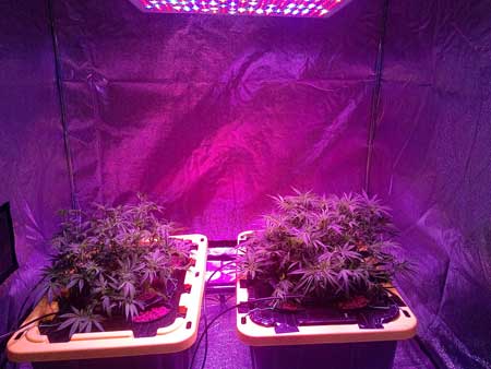 Happy weed plants under an LED panel - they were just LST'ed and looking good!