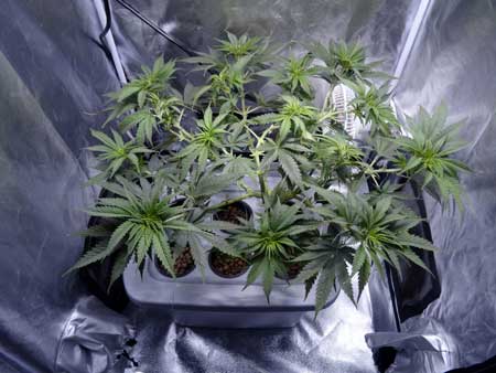 Just before the switch to 12/12 - after trim