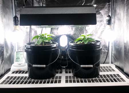 Example of cannabis plants growing under CFL grow lights with a dedicated reflector