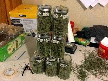 Trainwreck cannabis harvest grown under Kind XL LED grow lights