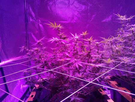 Cannabis plants growing under LED grow lights - these ones were trained to have many tops