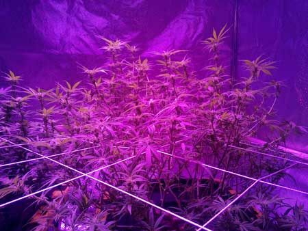 LED-grown plant trained to have many tops