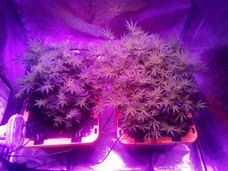 Cannabis plants growing under Kind XL 1000W LED grow light - 2 weeks into the flowering stage