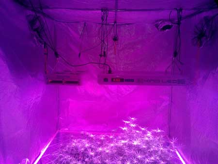 Two Kind LED grow lights in the tent with the plants