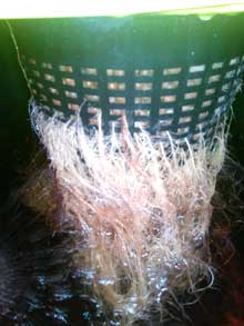 Train wreck cannabis roots in DWC