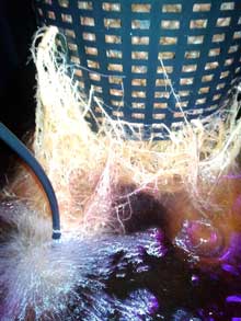 Blinding white Bubble Gum marijuana roots in DWC