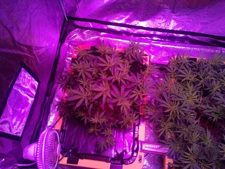 Marijuana plant 1 growing under an LED grow light