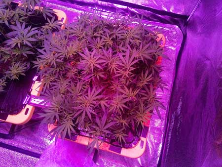 Marijuana plant 2 growing under an LED grow light