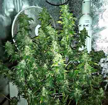 This Master Kush plant in a DWC setup helps show what you can accomplish as far as yields in a hydroponic setup with good nutrients!