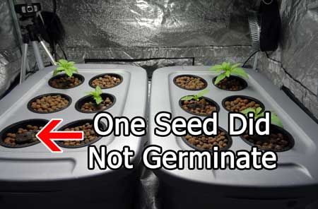 One of these cannabis seedlings never germinated - sometimes it has nothing to do with you!