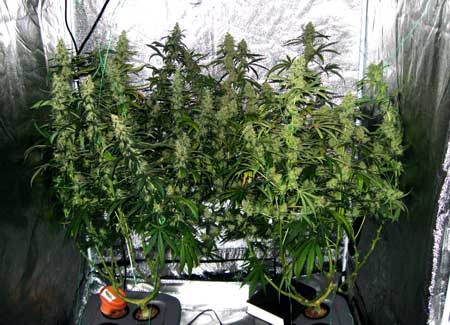 Example of well-trained cannabis plants with many fat, thick colas