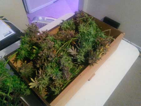 "Trainwreck" LED-grown marijuana buds just after harvest
