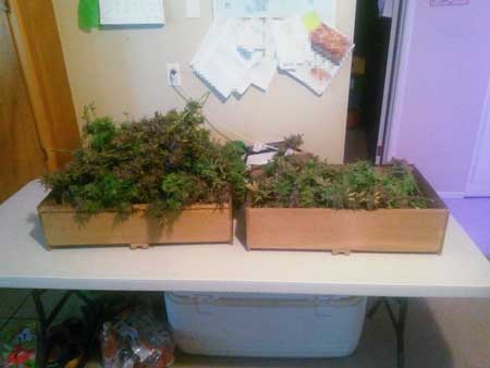 LED-grown marijuana buds just after harvest - left is Bubble Gum and right is Trainwreck