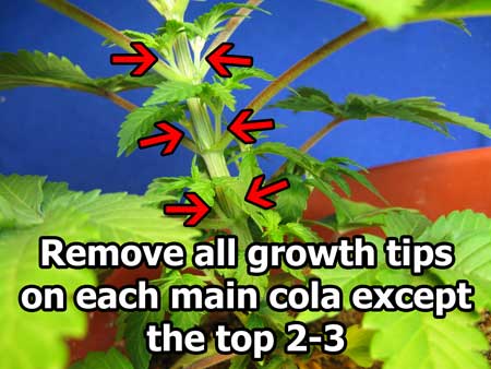 Remove all cannabis growth tips except the top 2-3 on each cola