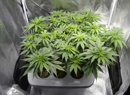 It important to fill up the grow space, whether you have one cannabis plant or many