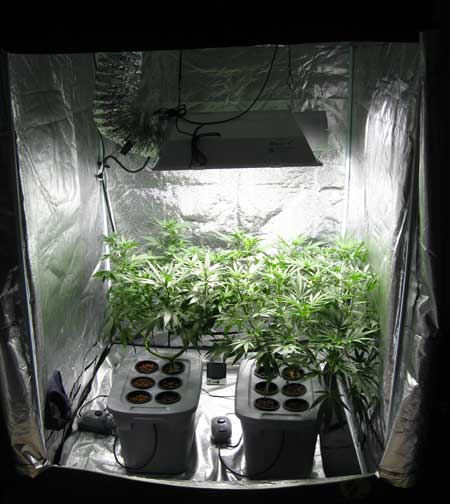 Weed grow room setup