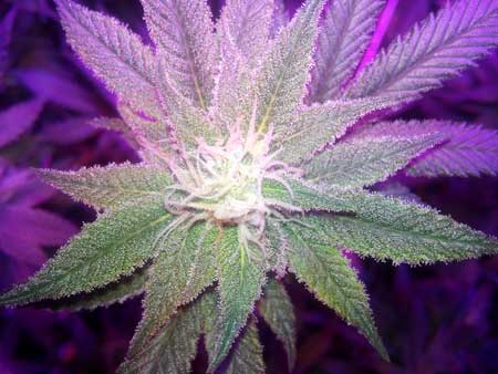 Trainwreck young flowering bud - grown under Kind XL 1000W LED grow light