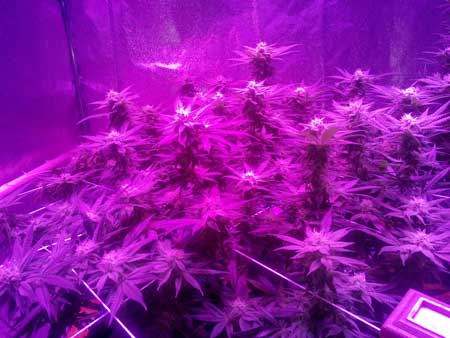 Trainwreck marijuana plant in the flowering stage under LEDs