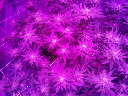Trainwreck cannabis plant in flowering under LED grow lights