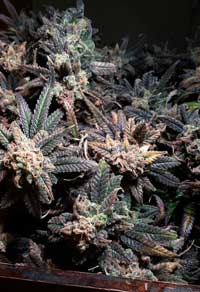 Trichome covered cannabis buds grown under an LED grow light